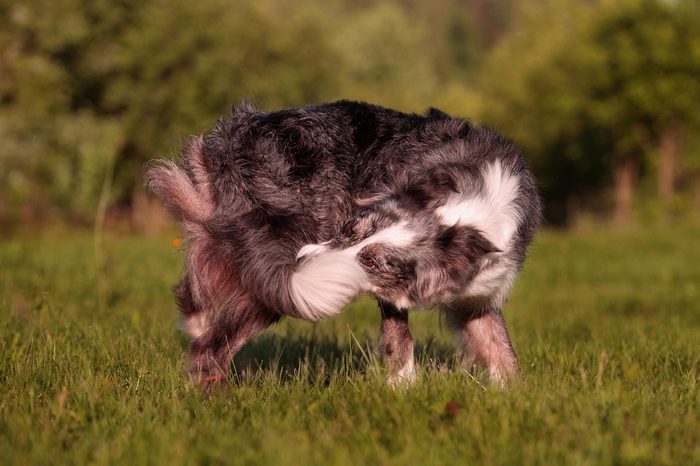 funny border collie dog catches his tail