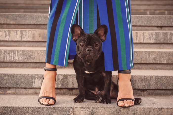 Black french bulldog puppy sitting on stairs between owner's female legs