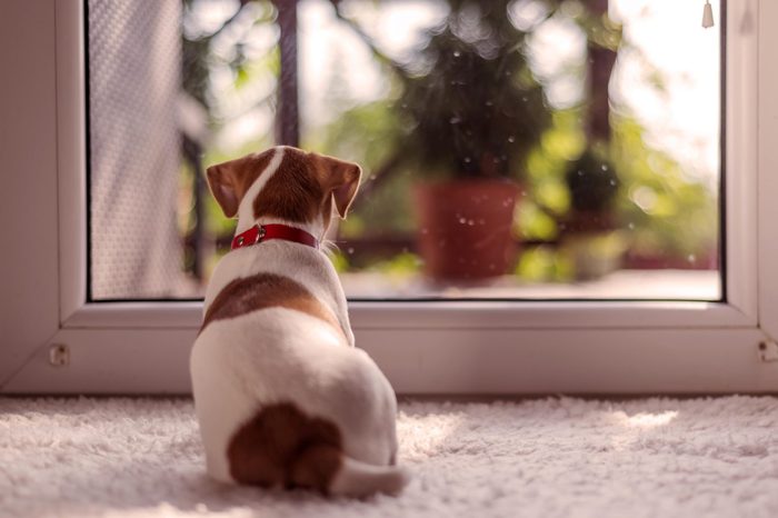 jack russel puppy on white carpet