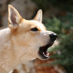 Canaan dog barking