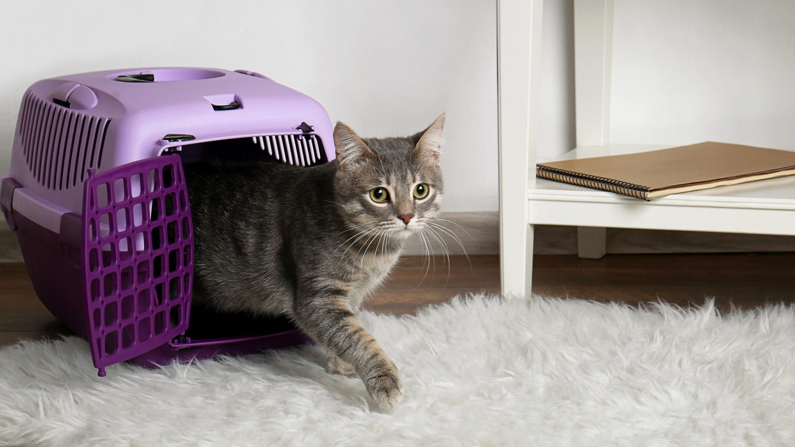 How to Get Your Cat in a Carrier—Without Getting Clawed