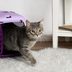 How to Get Your Cat in a Carrierâ€”Without Getting Clawed