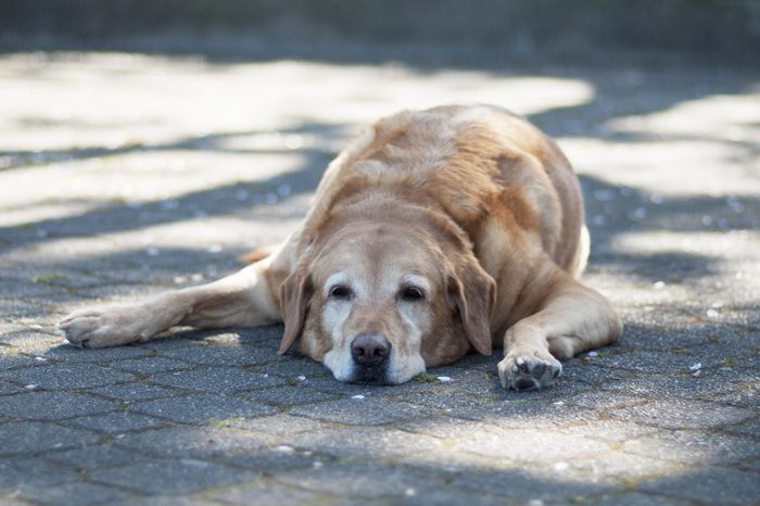 A tired old dog lays in the shadows on a hot summer day.