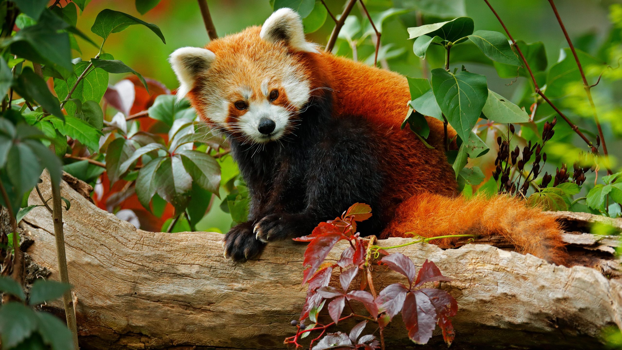 How Many Red Pandas Are Left in the Wild?