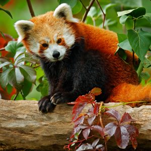 Beautiful Red panda