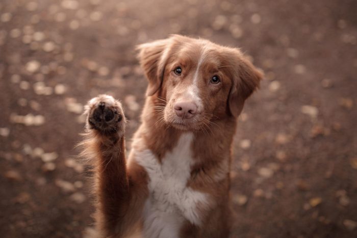 cute red dog waving paw. Breed New Scotland Retriever. Autumn