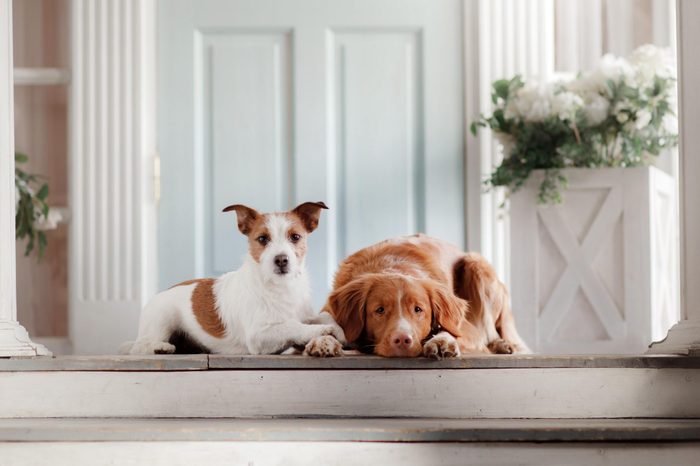 two dogs are lying on the porch. Little Jack Russell Terrier and a Nova Scotia Duck Tolling Retriever