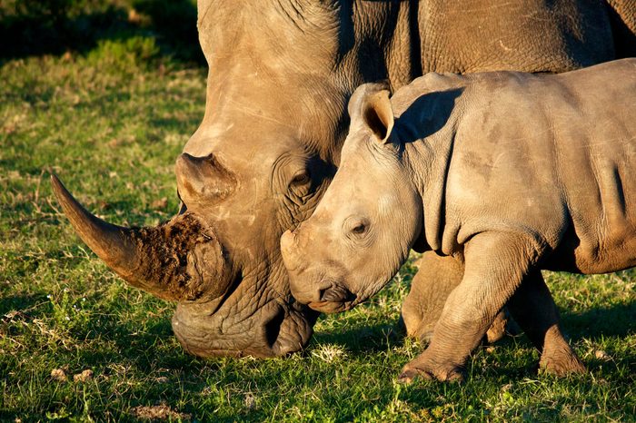 White Rhino