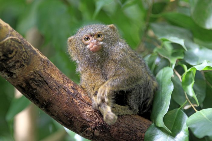 pygmy marmoset