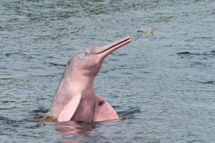 amazon river dolphin