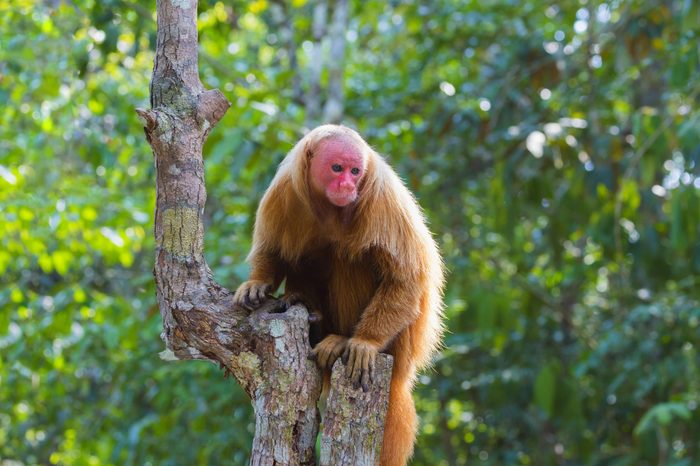 bald uakari