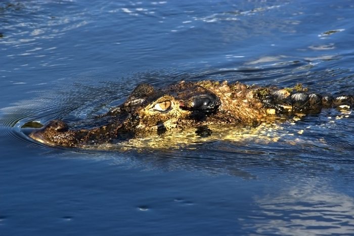 black caiman