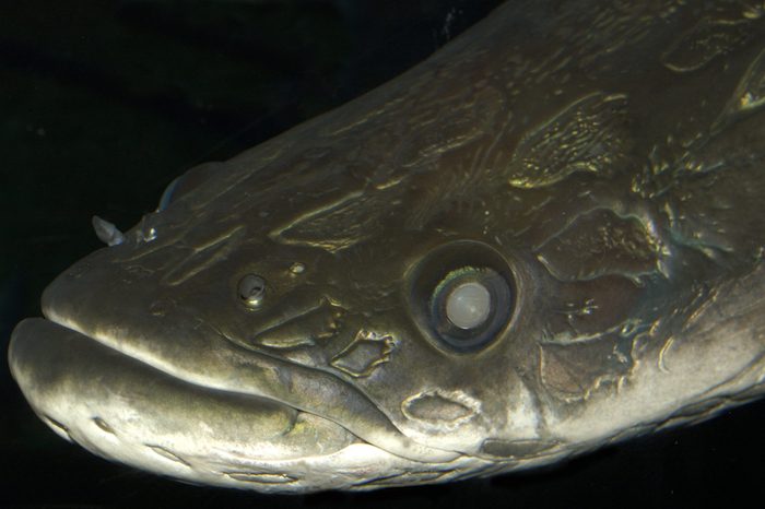 arapaima