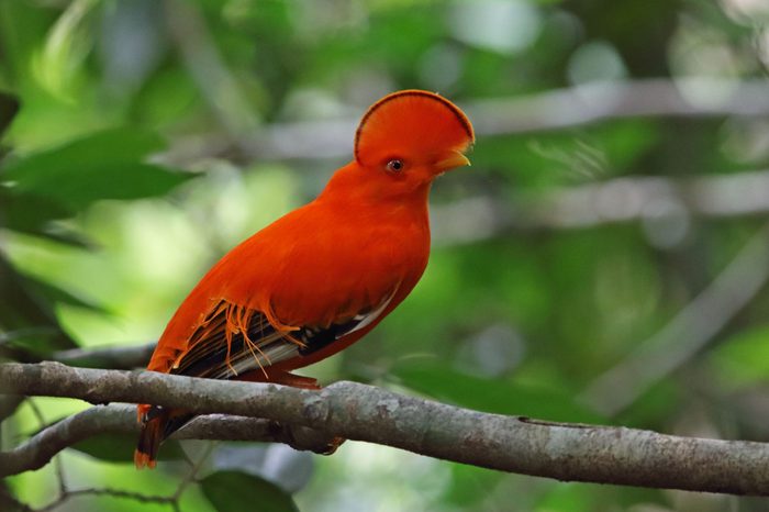 guianan cock of the rock