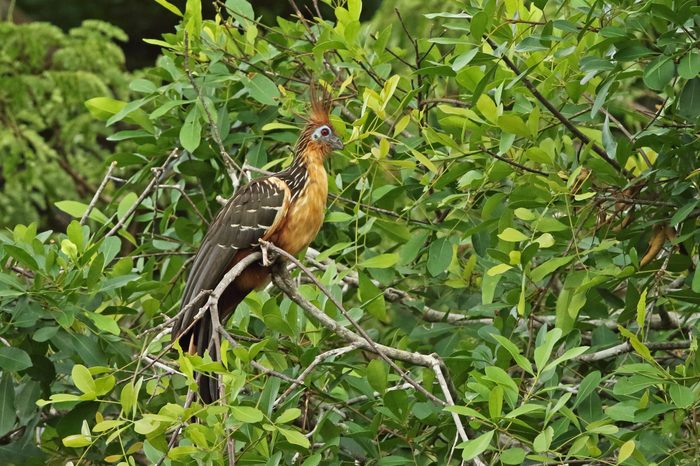 hoatzin