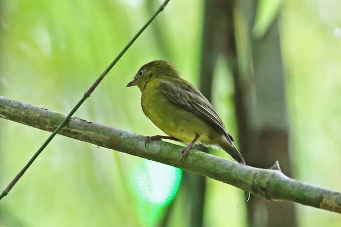 wire tailed manakin