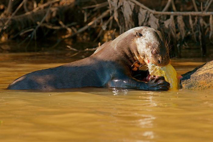 giant otter