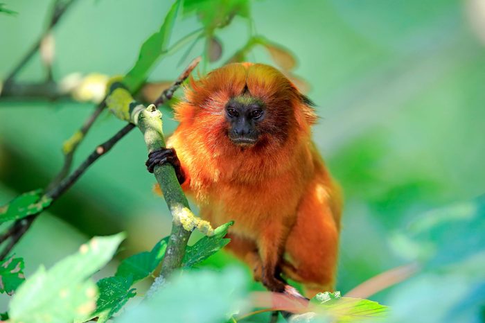 golden lion tamarin