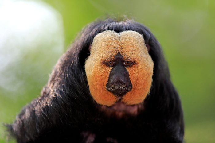 white faced saki