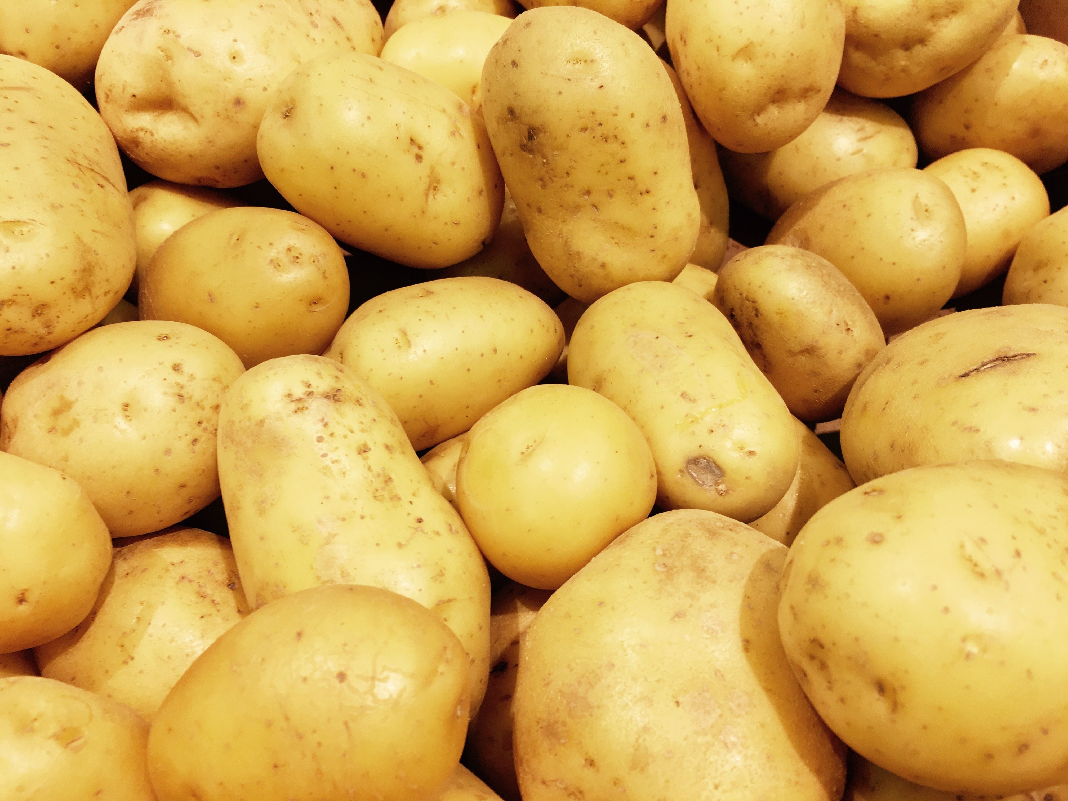 Fresh organic potato stand out among many large background potatos in the market. Heap of potatos root. Close-up potatos texture. Macro potato.