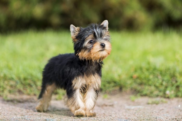 puppy Yorkshire Terrier in the Park