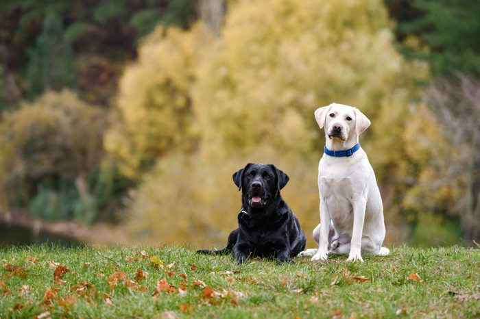 Two labrador dogs on the meadow