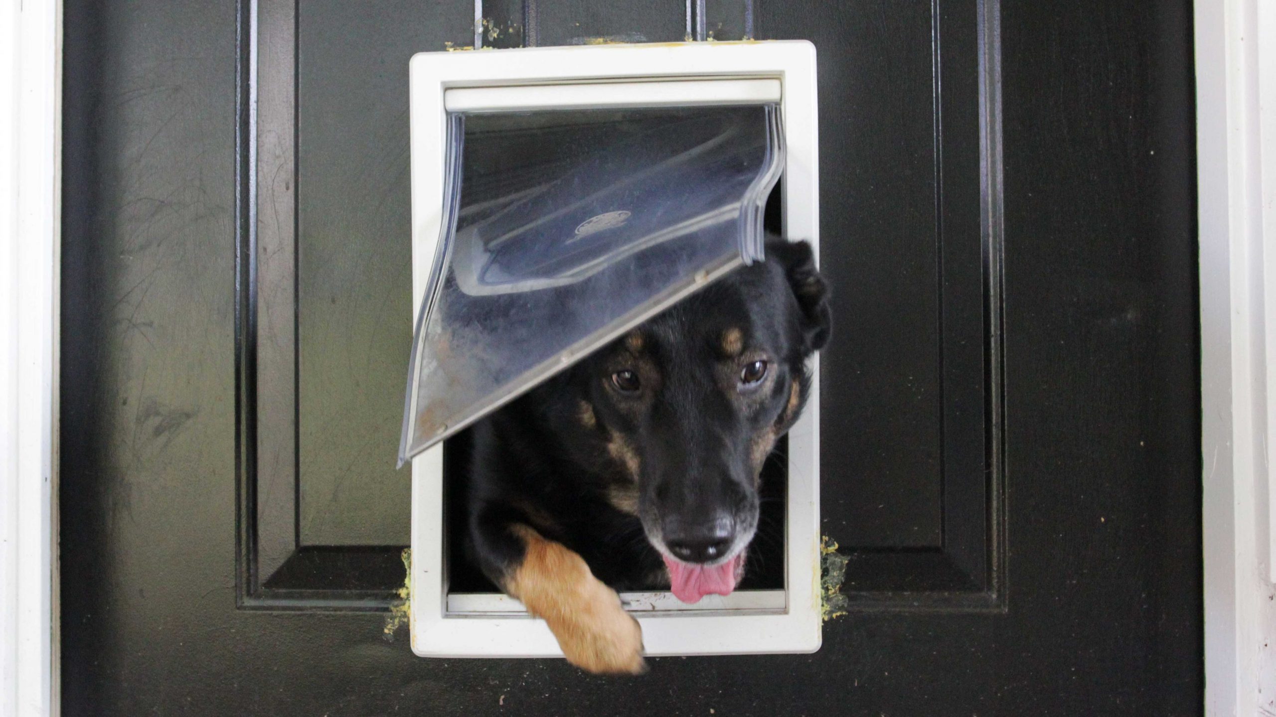 How Doggy Doors Are Making Your Home Vulnerable