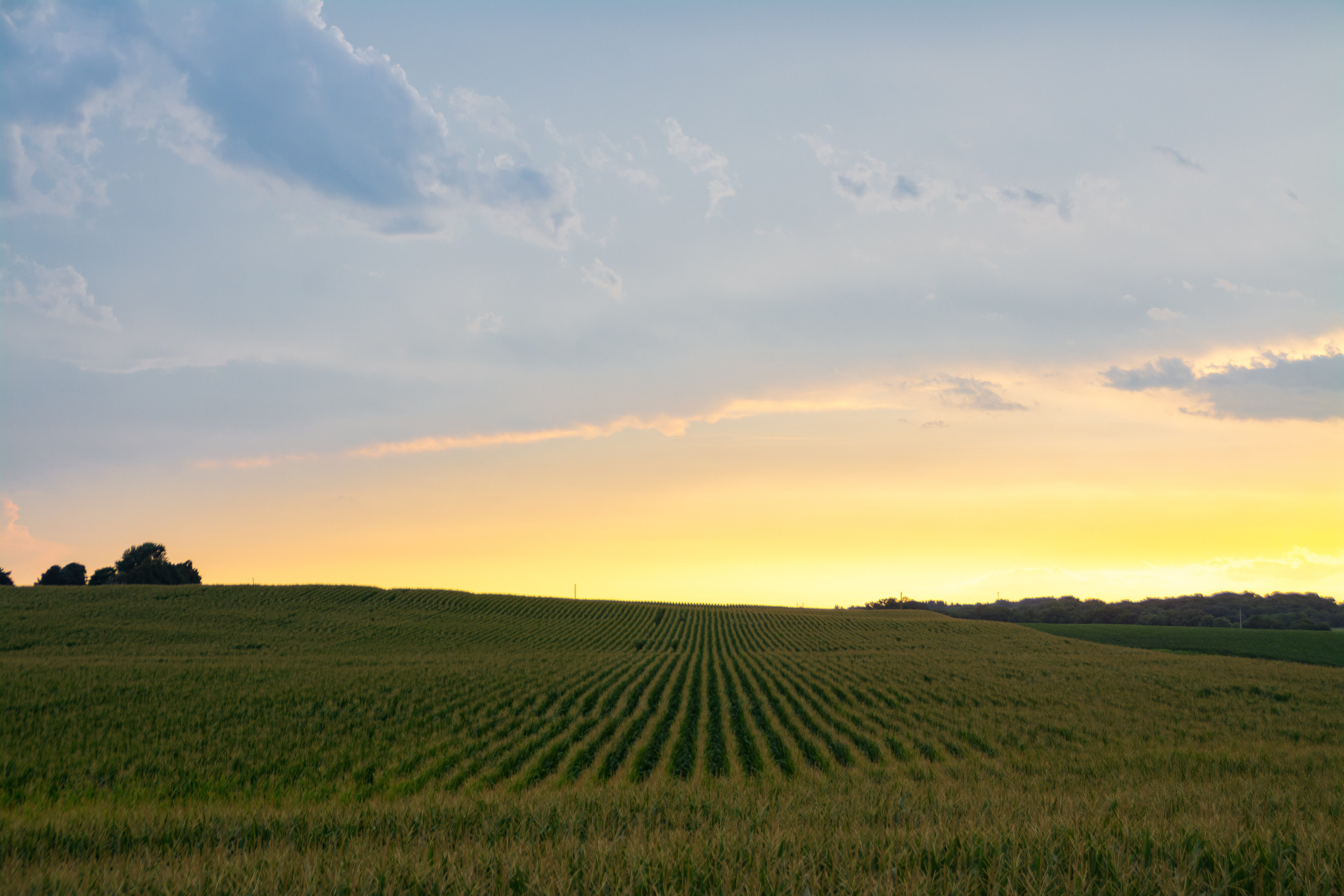 Afternoon light after a Summer rain over cornfield.  Bureau County, Illinois, USA