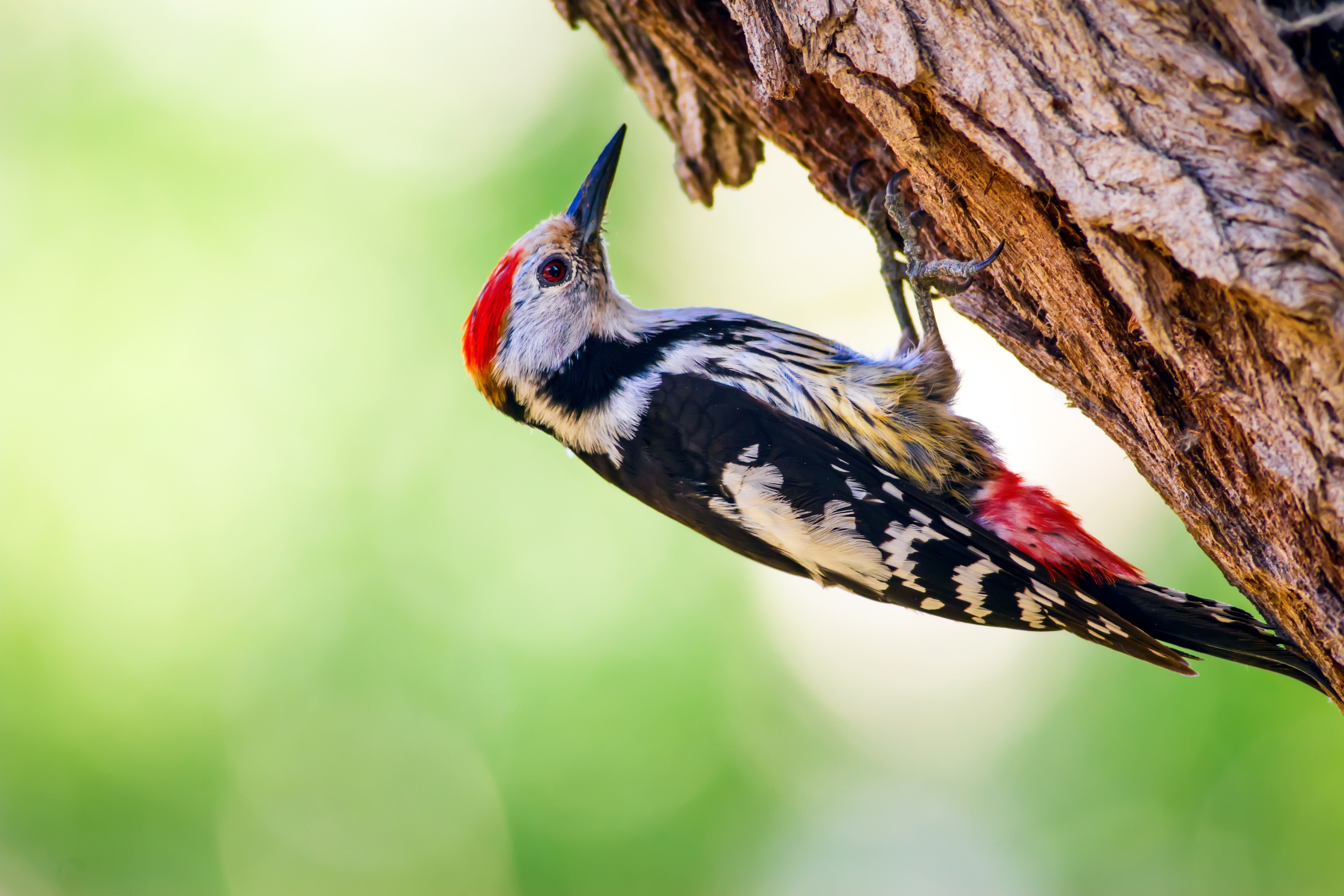 Cute Woodpecker on tree. Green forest background. Bird: Middle Spotted Woodpecker. Dendrocopos medius.