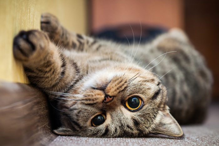 Cute cat lying on his back on the carpet. Breed British mackerel with yellow eyes and a bushy mustache. Close up.