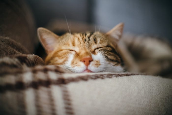 Front view of cute beautiful cat sleeping in her dreams on a classic British patterned quilt