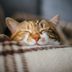 10 Noises Your Cat Makesâ€”and What They All Mean