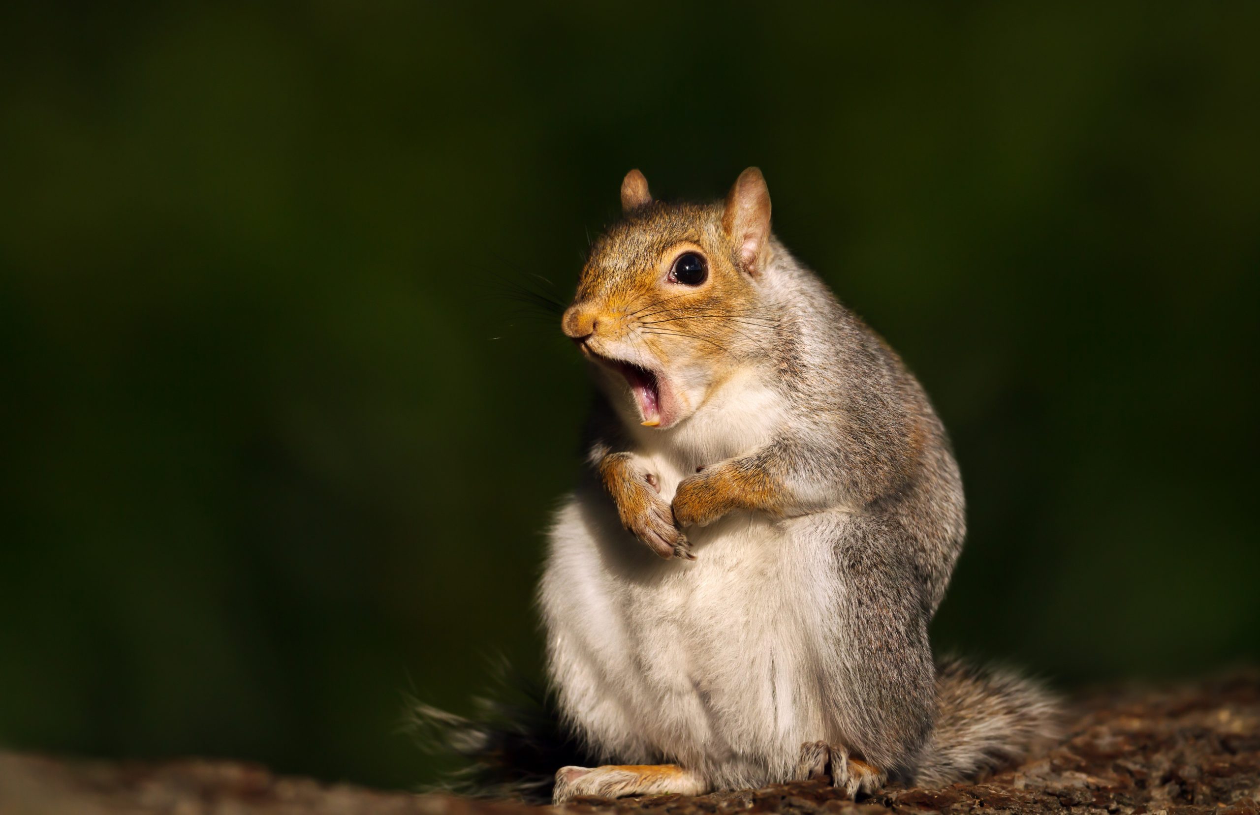 squirrel