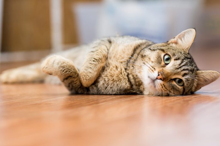 Gray adult mongrel cat lies on the floor stretching the front paws