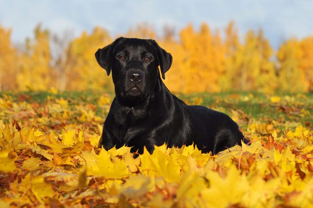 Black Labrador Retriever lying down in the beautiful Autumn leaves