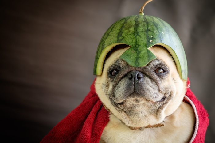 Pug wearing a watermelon helmet (The Pugs Hero).