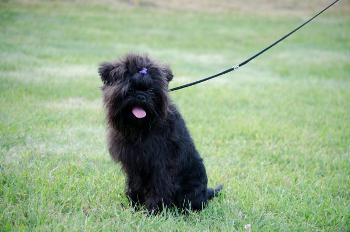 Affenpinscher sitting in the grass