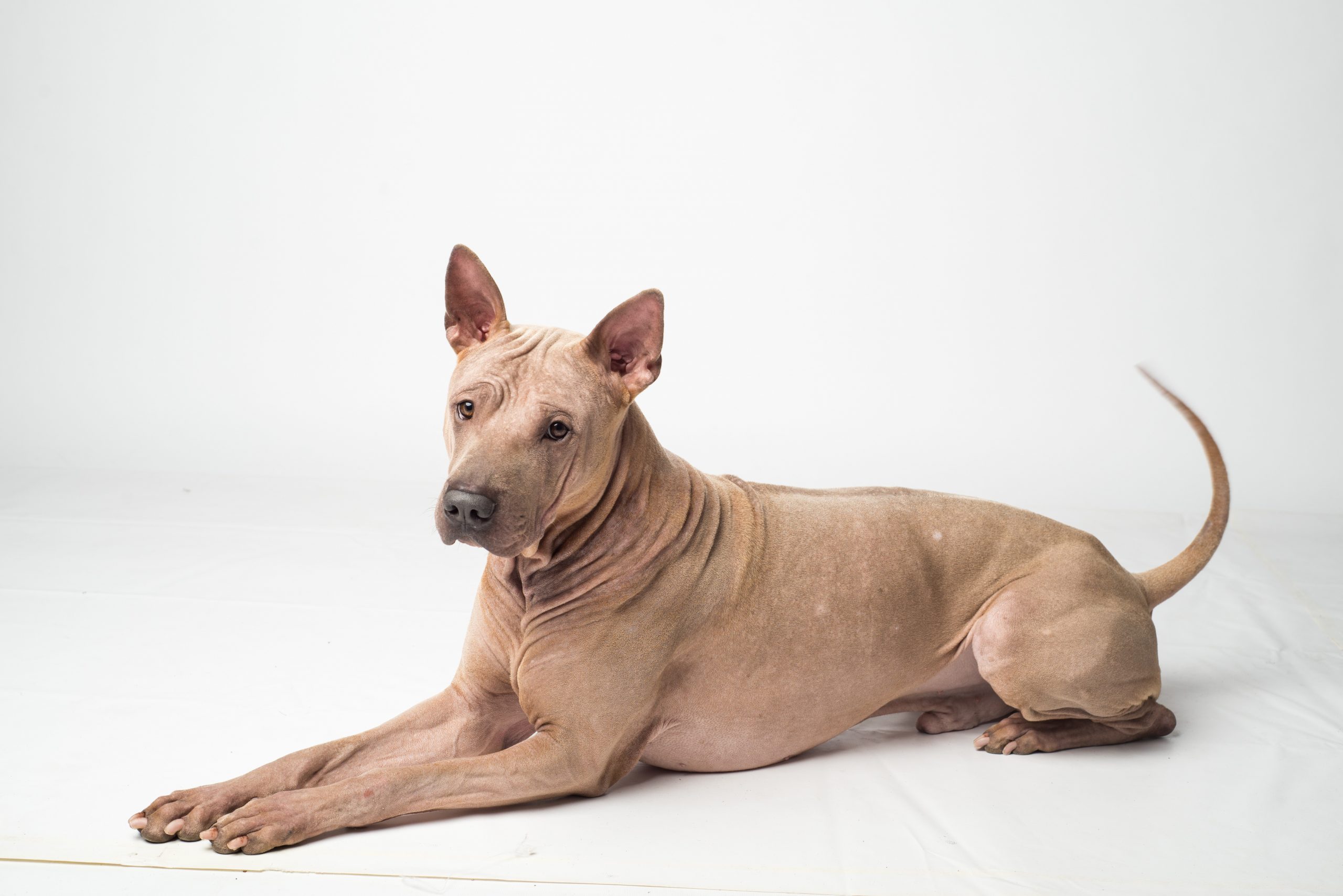 American hairless terrier isolated on white