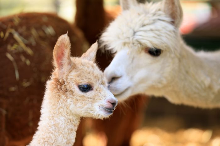 baby alpaca