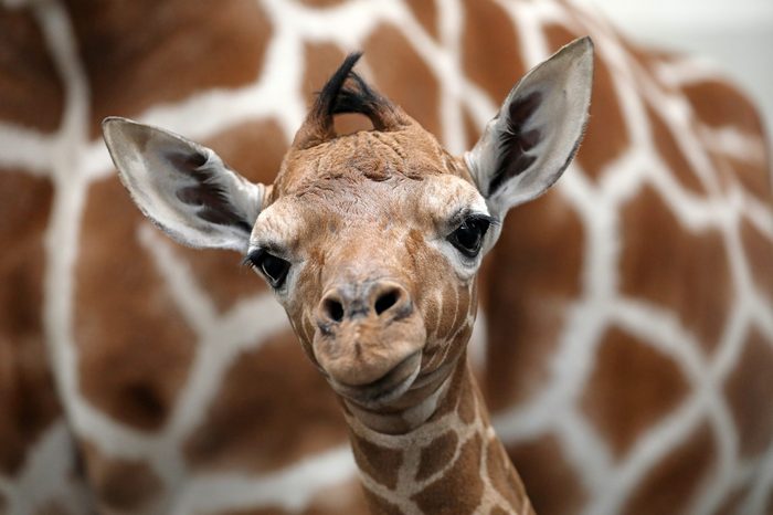 Baby giraffe with mother