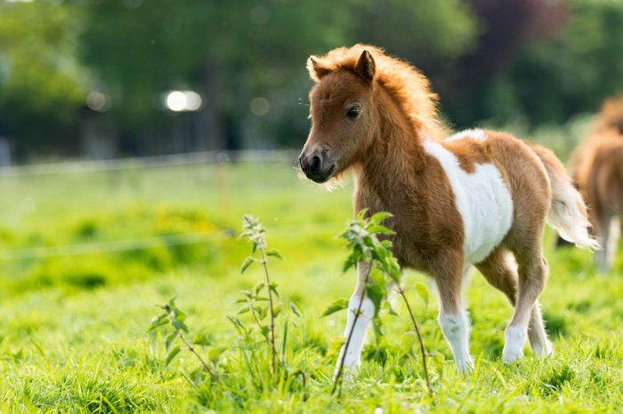 Cute shetland foal walking through the meadow, exploring the world.