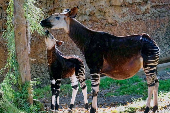 baby okapi