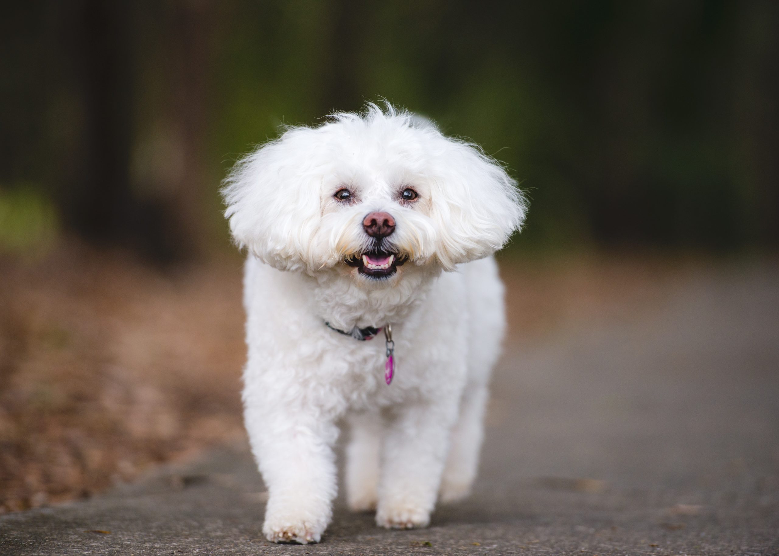 Happy Bichon Frise running along a path