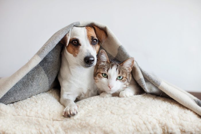 Dog and cat together. Dog hugs a cat under the rug at home. Friendship of pets