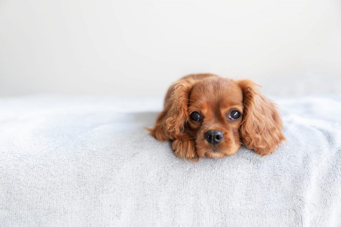 Cute puppy lying on the bed