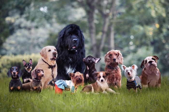 Many different breeds of dogs on the grass