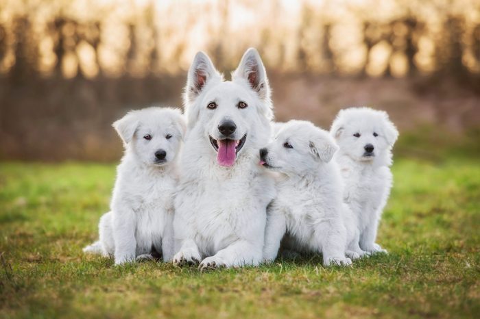 White swiss shepherd dog with its puppies