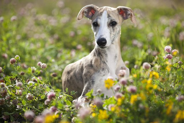 dog breeds whippet, greyhound hunting dog