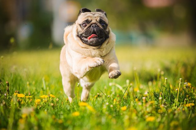 dog, pug, animal, puppy, pet, canine, cute, breed, bulldog, white, isolated, grass, portrait, pets, mammal, purebred, mops, small, sitting, brown, adorable, funny, pedigree, domestic, friend, happy pu