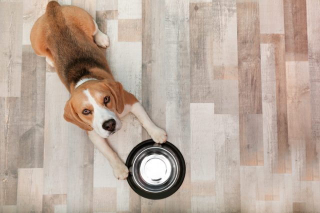 Cute Beagle dog lying on floor near bowl, top view